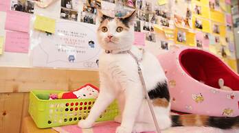 Hi Korea Guest House - Hostel, Caters to Women