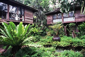 Fern Paradise