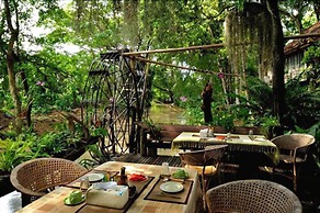 Fern Paradise