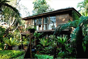 Fern Paradise