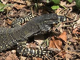 Daintree Crocodylus