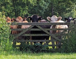 The Agent's House Bed and Breakfast