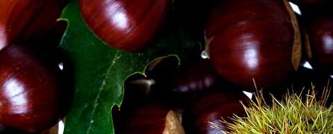 Parco dei Pini - Sila Wellness Hotel