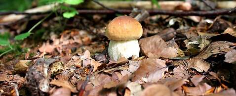 Parco dei Pini - Sila Wellness Hotel