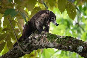 Botanika Osa Peninsula, Curio Collection by Hilton