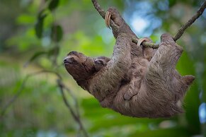 Botanika Osa Peninsula, Curio Collection by Hilton