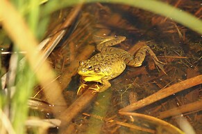 Our Wielgot Tradition