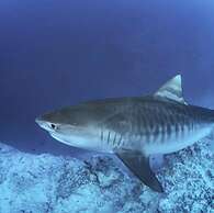 Alafehi Retreat - Private 3-Bedroom Villa with Pool