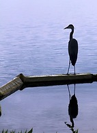 Luxury Oasis 3 Bedroom Condo by RedAwning