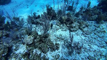 Hotel and Dive Center Roatan Yacht Club