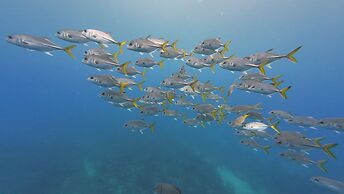 Hotel and Dive Center Roatan Yacht Club