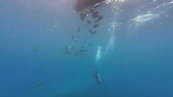 Hotel and Dive Center Roatan Yacht Club