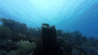 Hotel and Dive Center Roatan Yacht Club