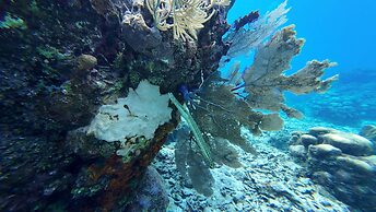 Hotel and Dive Center Roatan Yacht Club