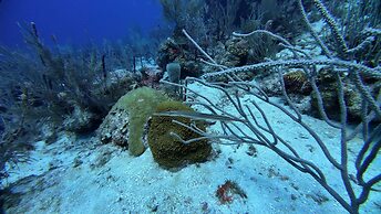 Hotel and Dive Center Roatan Yacht Club