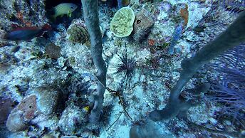 Hotel and Dive Center Roatan Yacht Club