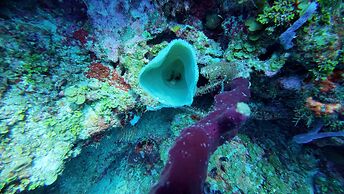 Hotel and Dive Center Roatan Yacht Club