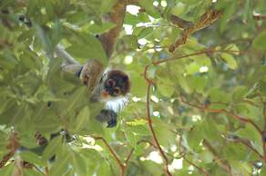 Hotel Jinetes de Osa