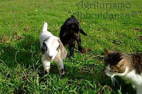 Room in Farmhouse - Agriturismo Abbondanza®