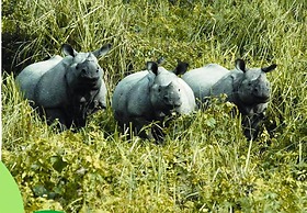 The Riverwood Forest Retreat - Dooars