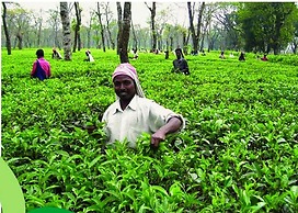 The Riverwood Forest Retreat - Dooars