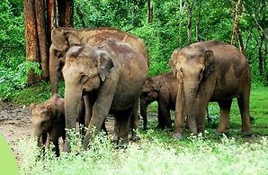 The Riverwood Forest Retreat - Dooars