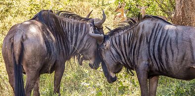 Sleepover Komatipoort