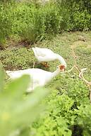 São Brás do Regedouro - Turismo de Aldeia