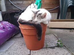 Modern Detached Bungalow