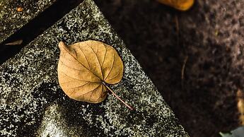 Mi Lugar Retreat and Spa