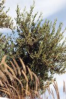 Avgoustos Suites - Adults only