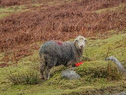 Swaledale Watch Garden Annexe