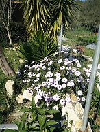 Villa Lou Corfu - Kalivioti Beach