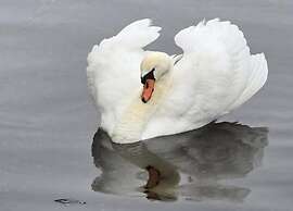 Stylish Harborfront Escape