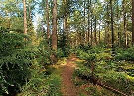 Bungalow in Veluwe With Infrared Sauna