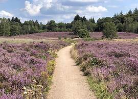 Bungalow in Veluwe With Infrared Sauna