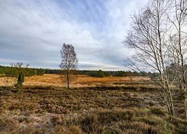 Designer Chalet in the Veluwe