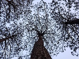 Glamping Rio Valle de Bravo