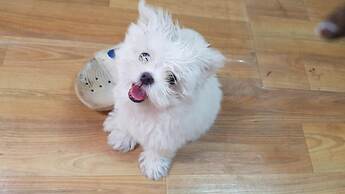 Hongcheon Daebakine Pension