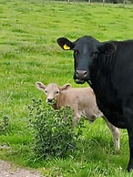 Cosy Cottage in the Blackdown Hills, Devon