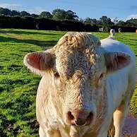 Cosy Cottage in the Blackdown Hills, Devon