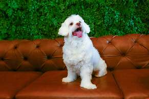 Hilton Garden Inn Rebouças