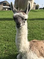 The Lazy Llama Shepherd Hut Campview Farm Stay