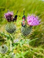 The Lazy Llama Shepherd Hut Campview Farm Stay