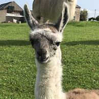 The Lazy Llama Shepherd Hut Campview Farm Stay