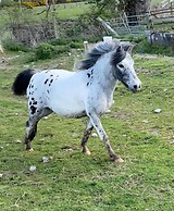 Beautiful Hillside Apartment Near Elgin, Scotland