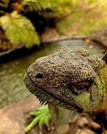 Puerto Quito Lodge - Las Iguanas