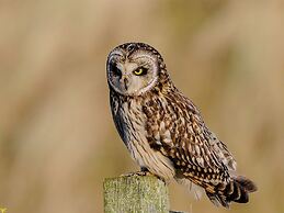 Beautiful House in Village, Newburgh, Ellon