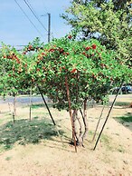 Mountain Springs Motel