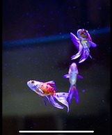 Mono Luxe Villa in Newcastle Upon Tyne